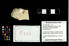 Foto (Objekt + Etikett) von Pithonoton marginatum (von Meyer, 1842)  (NHMW-GEO-2014-0194-0828)
